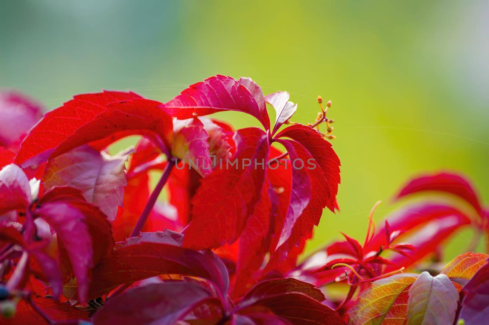a branch with red autumn leaves in the forest