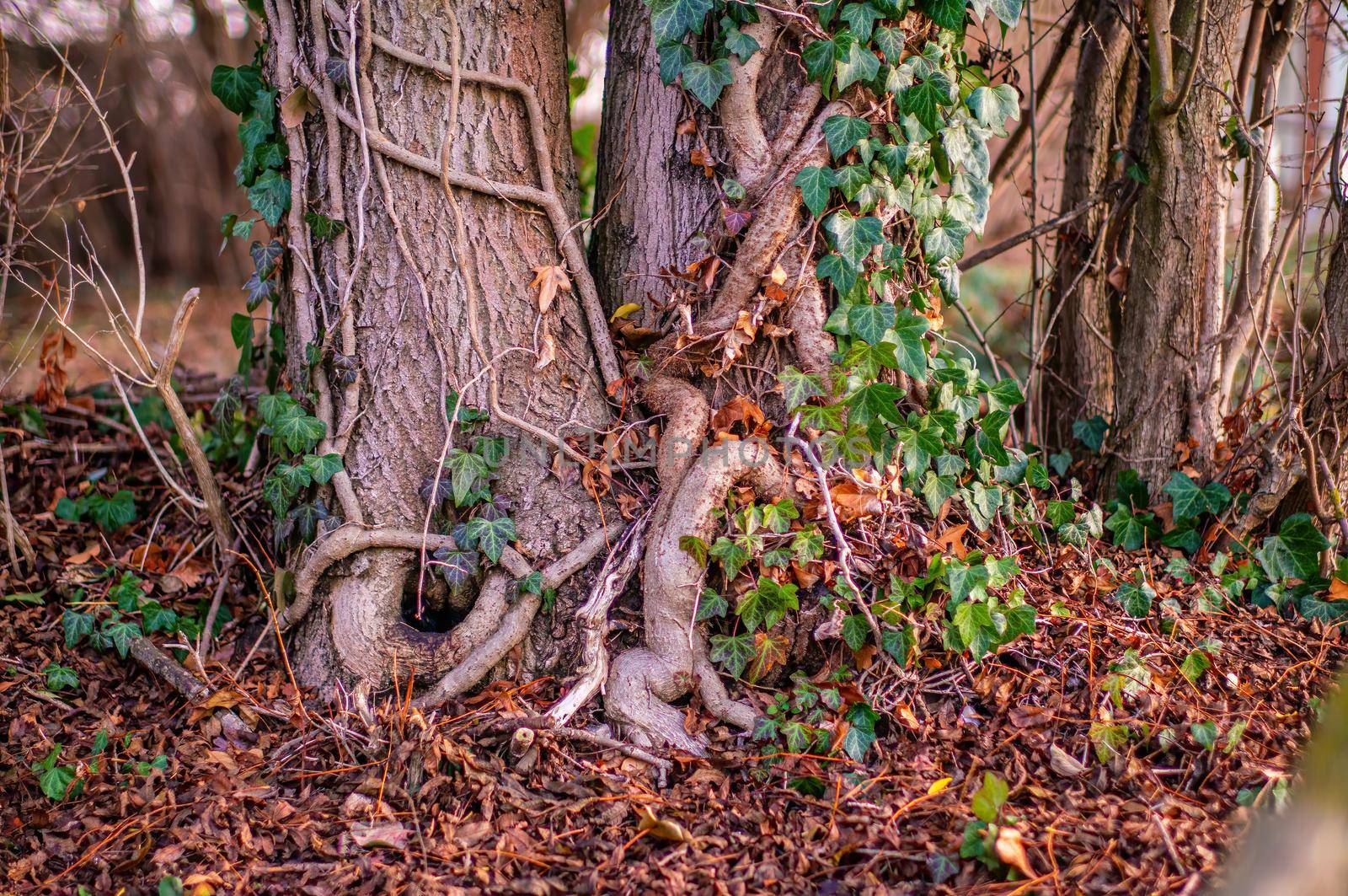 a branch with green ivy leaves in the forest
