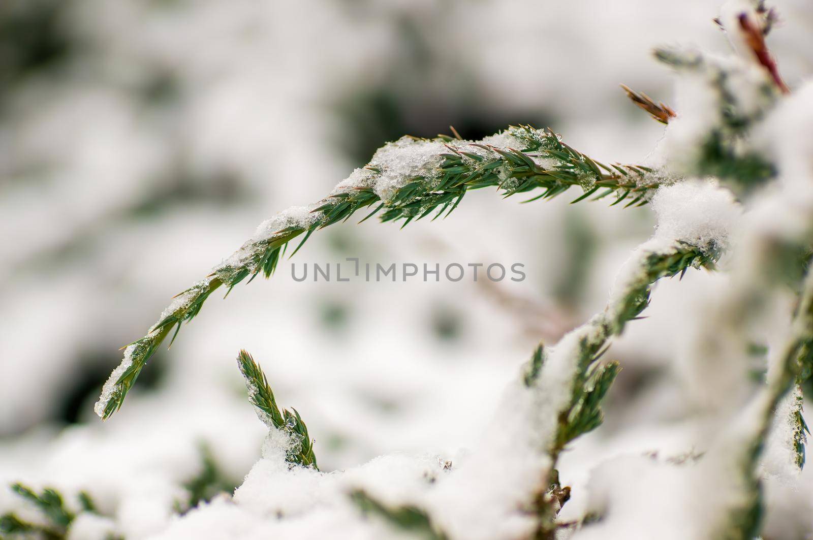a branch covered with snow in winter forest