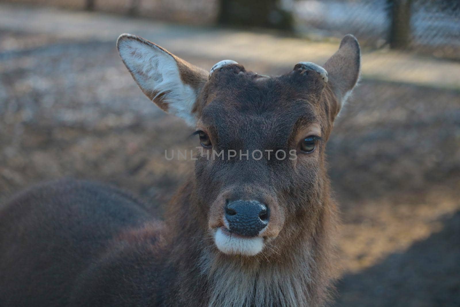 Close-up of a wild deer without antlers in the forest. by kip02kas