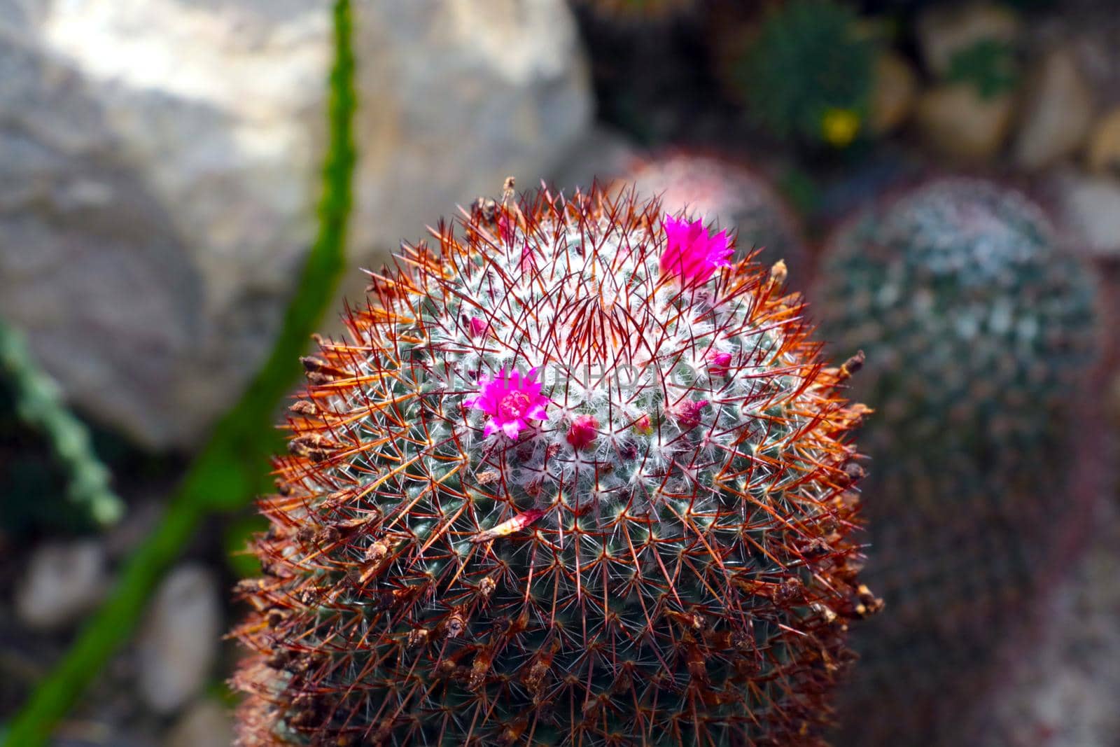 Close-up of a flowering cactus in the wild. by kip02kas