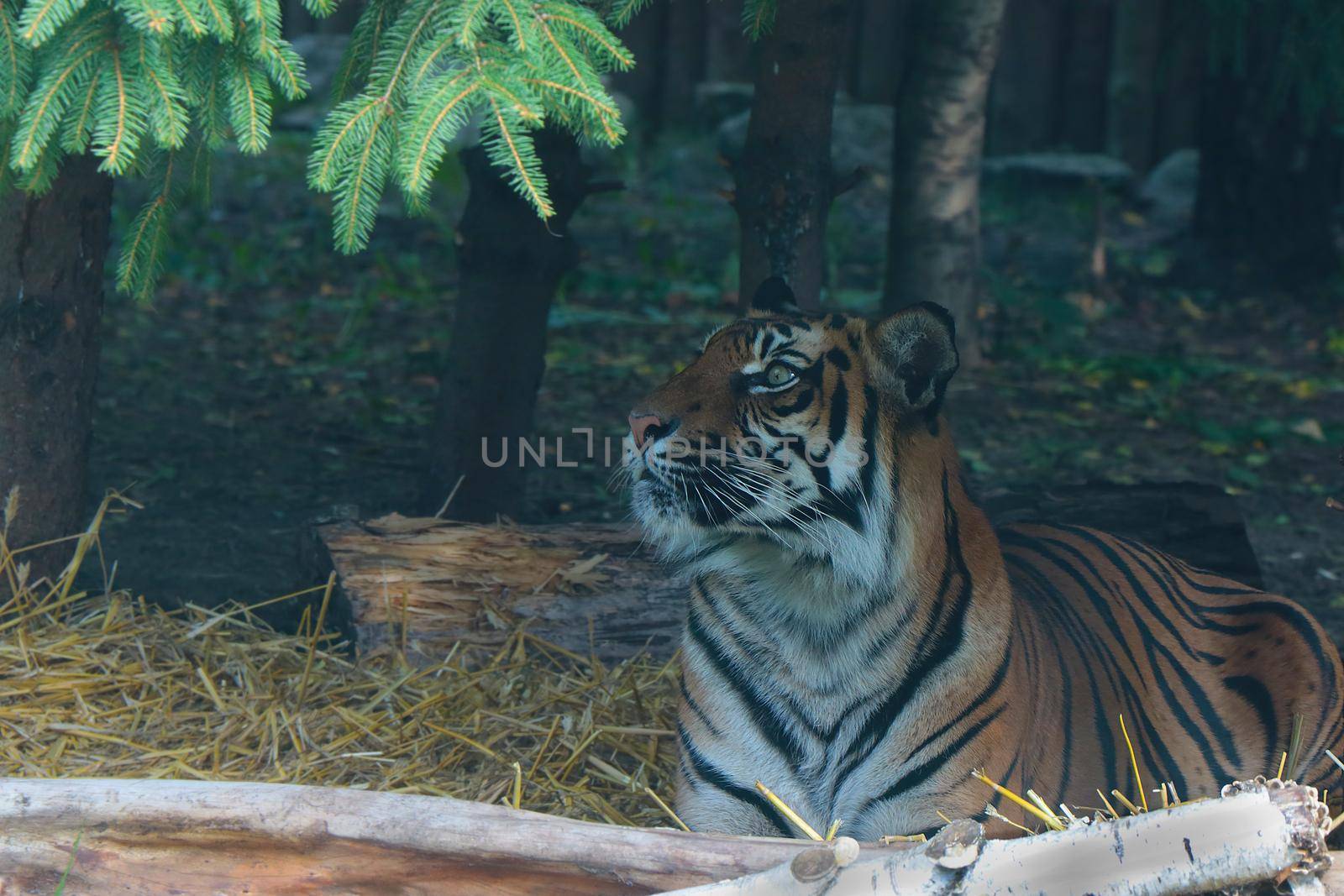 A beautiful tiger lies and watches intently. A predatory cat