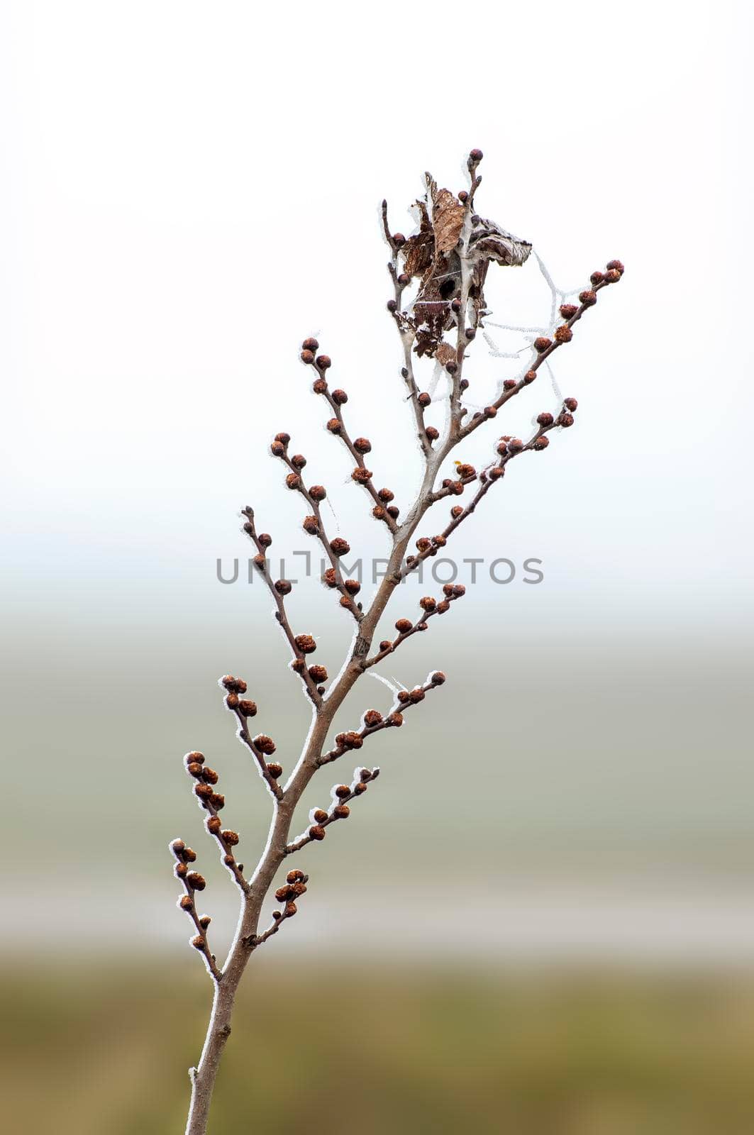 several fresh buds on a branch