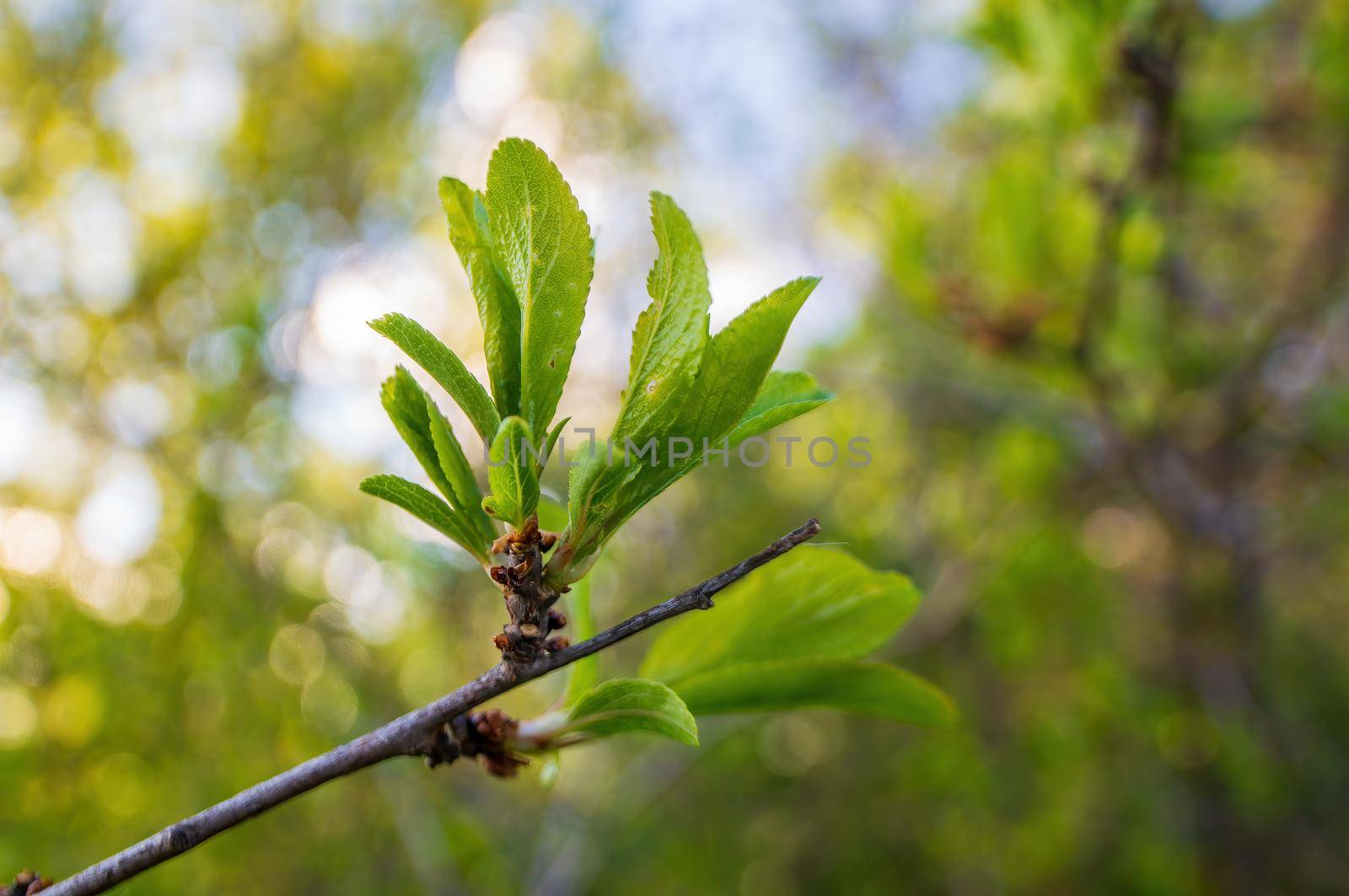 a branch with green leaves in the forest