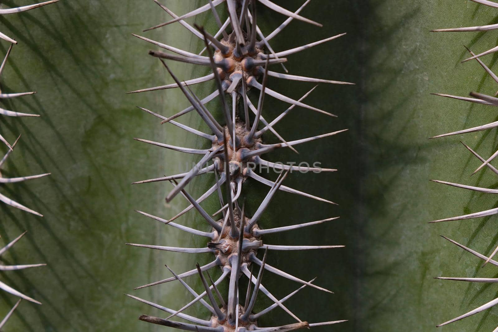 Close-up of the cactus needles, the texture of the plant, the background. by kip02kas