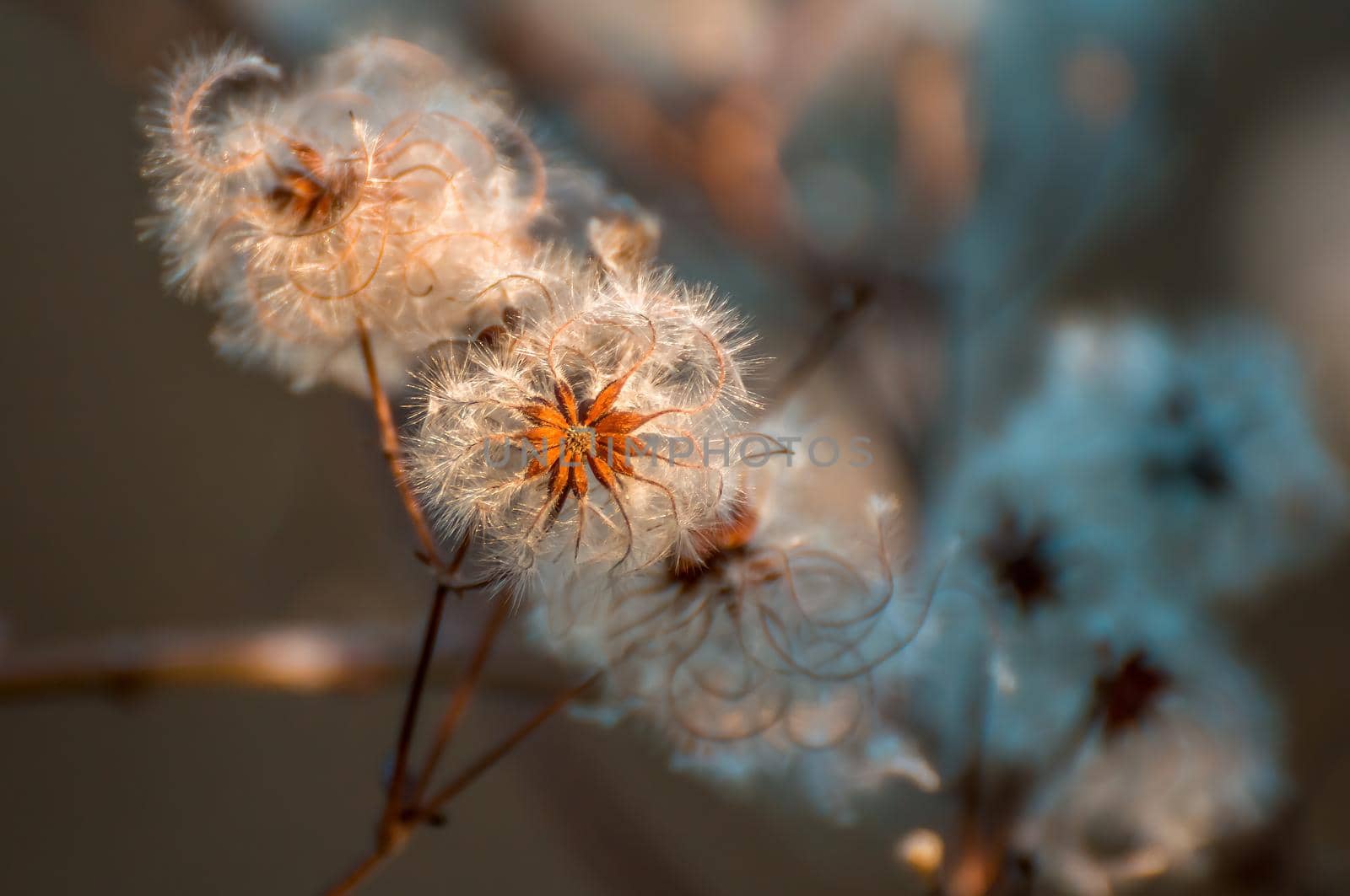 withered blossoms in a meadow