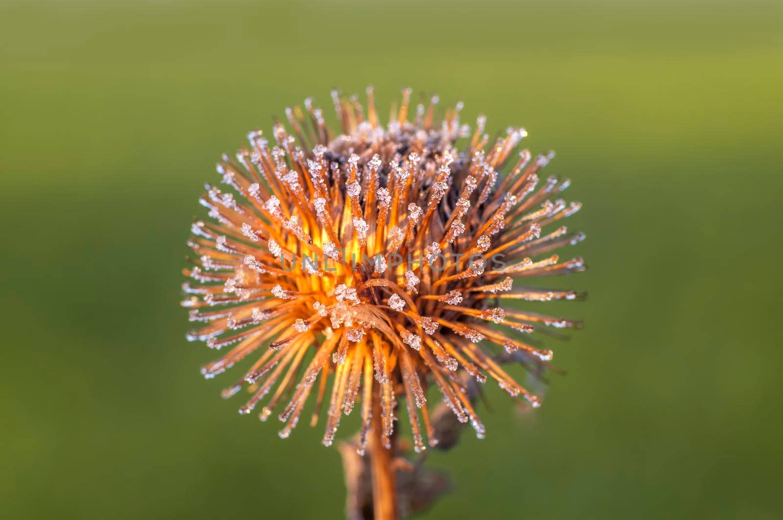 a blossom of a burdock in autumn