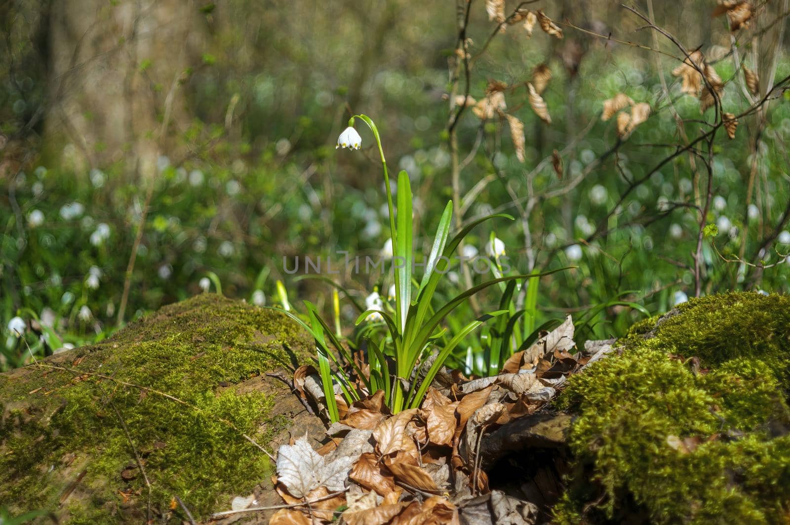 a blossom of a snowdrop in spring
