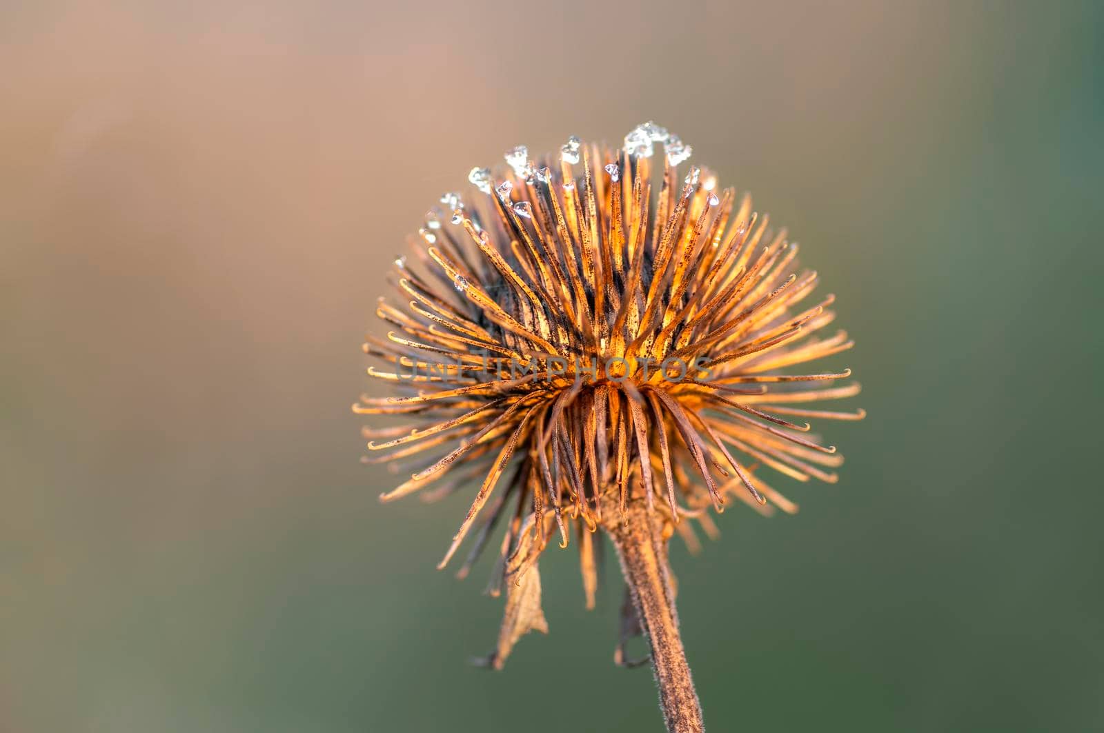 a blossom of a burdock in autumn
