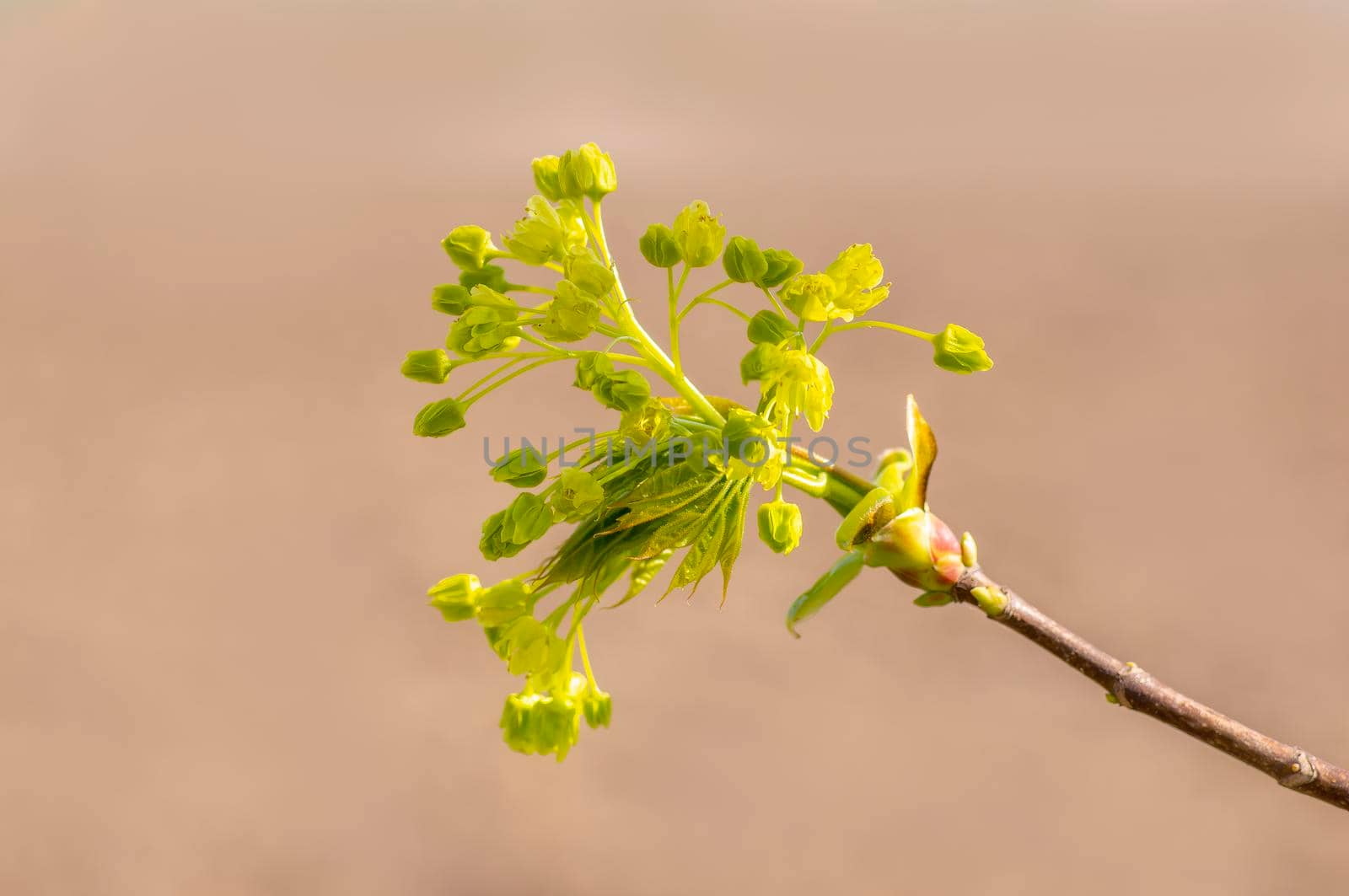 several blossoms on a branch of an maple tree