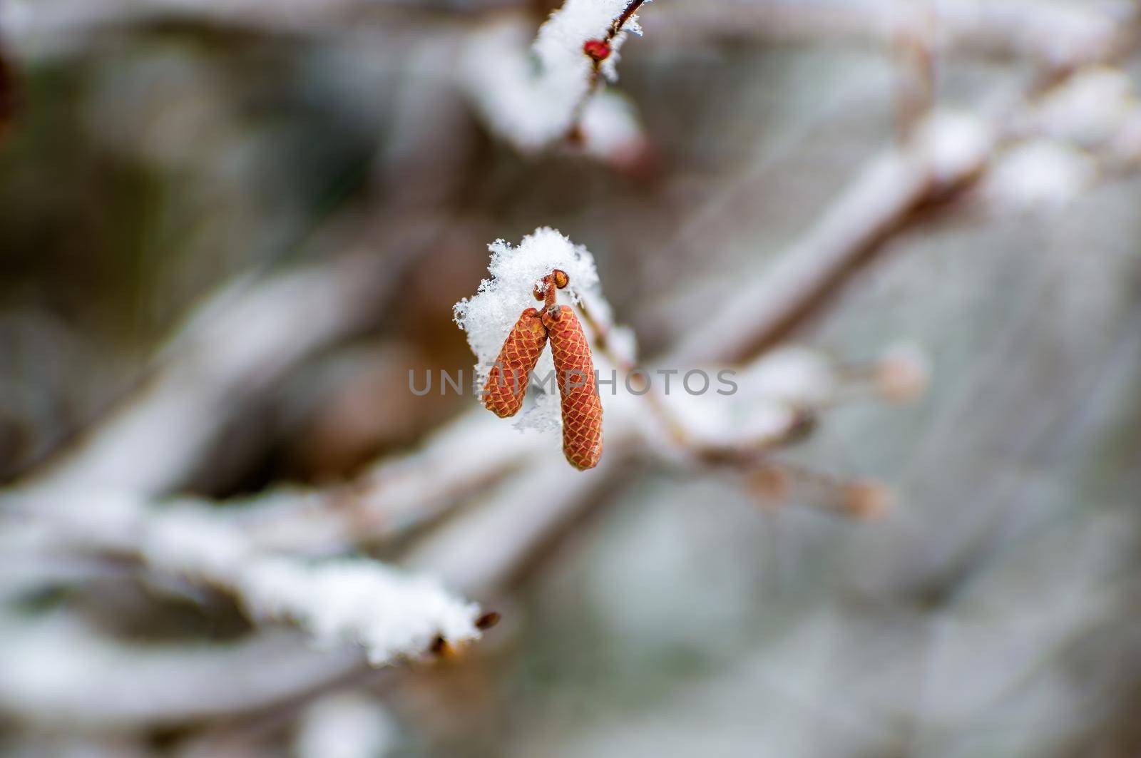 several brown hazelnut flowers on a branch in winter