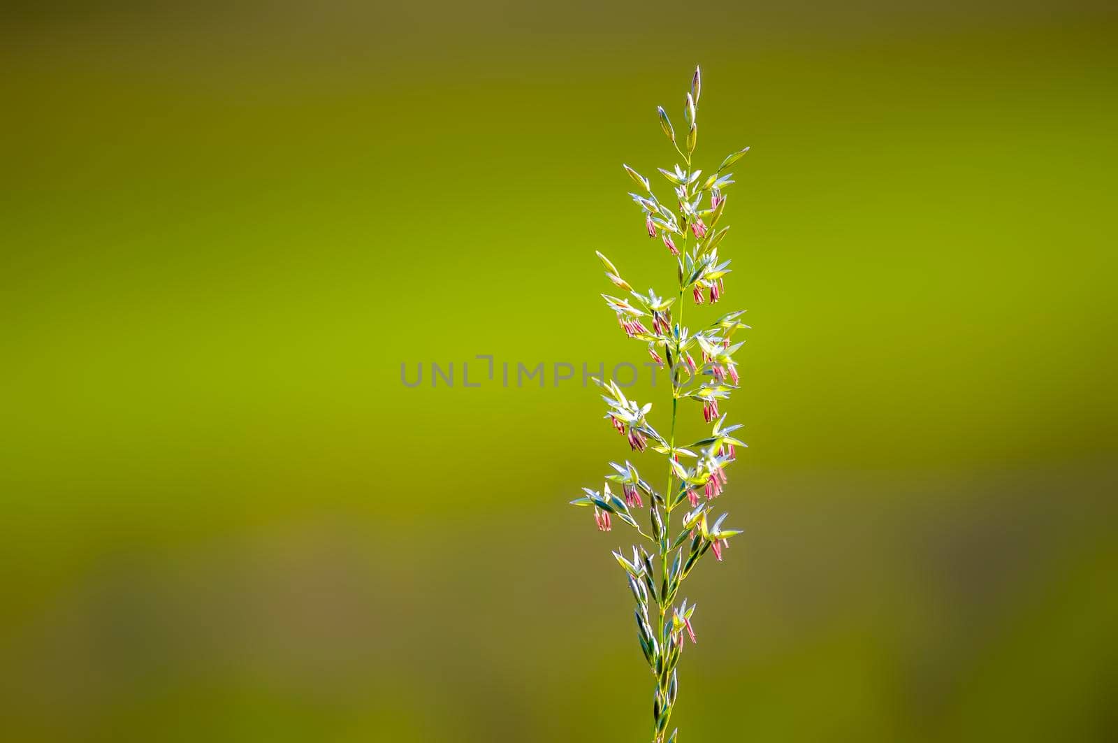 green blossoms of grass in summer