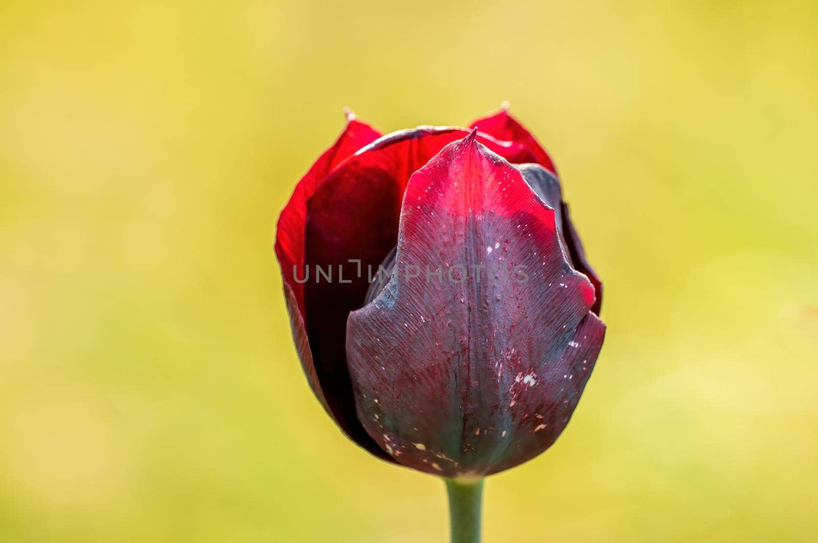 a tulip blossom in a meadow