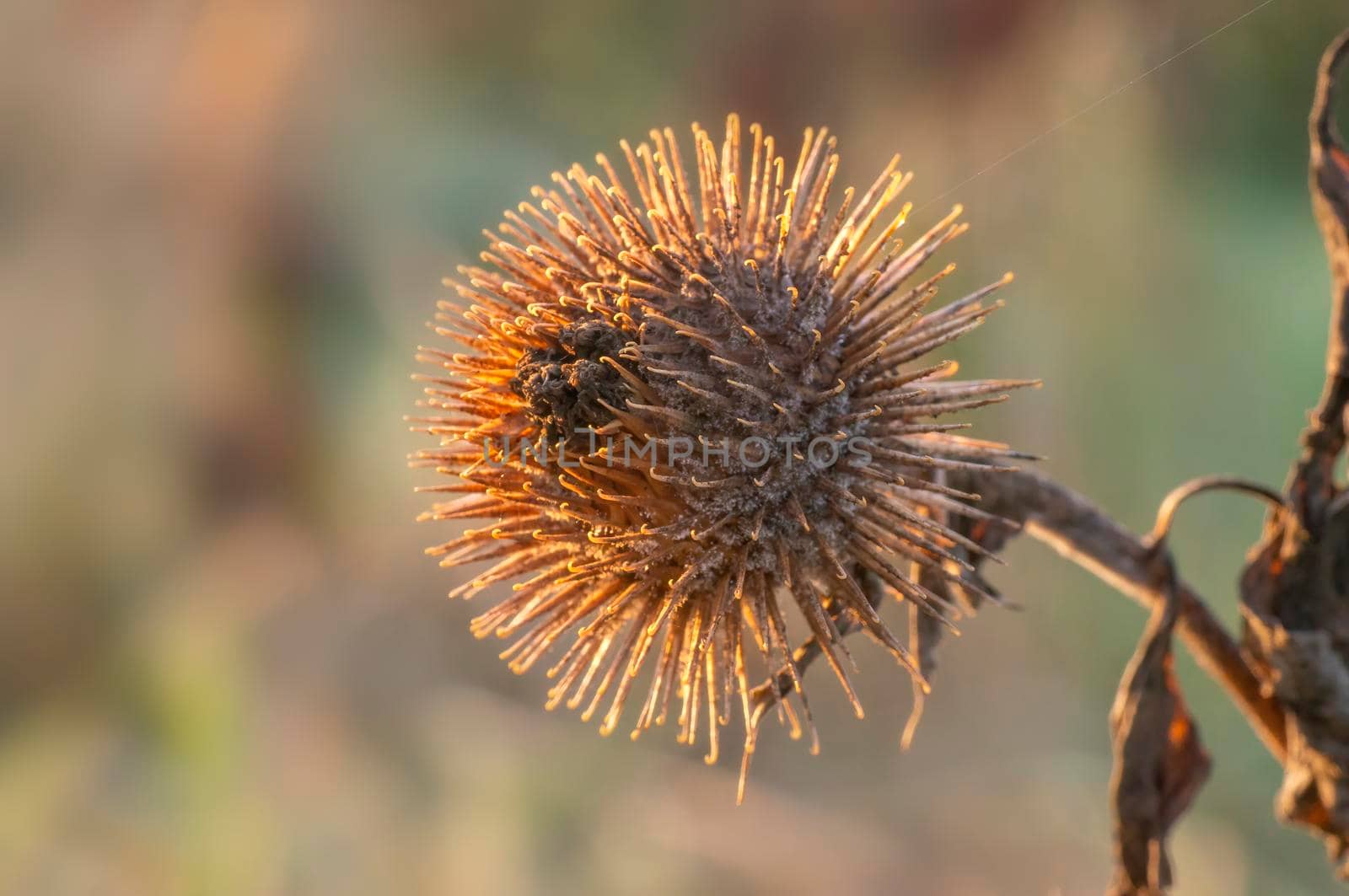 a blossom of a burdock in autumn