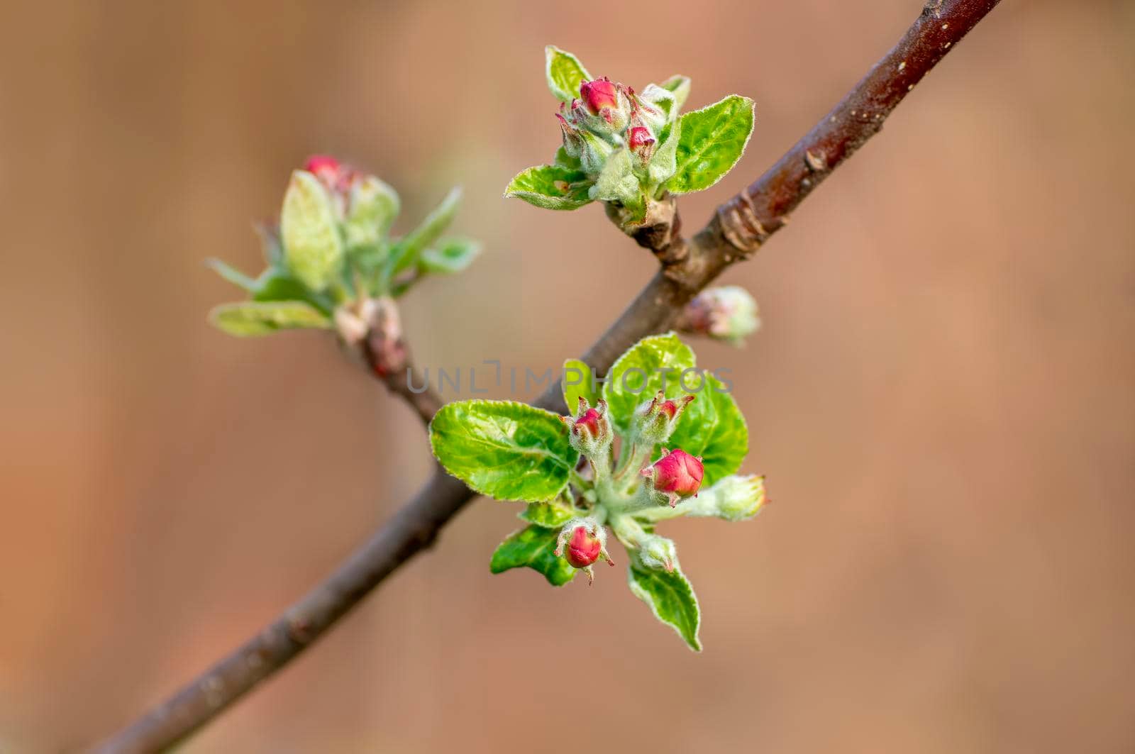 several blossoms on a branch of an apple tree