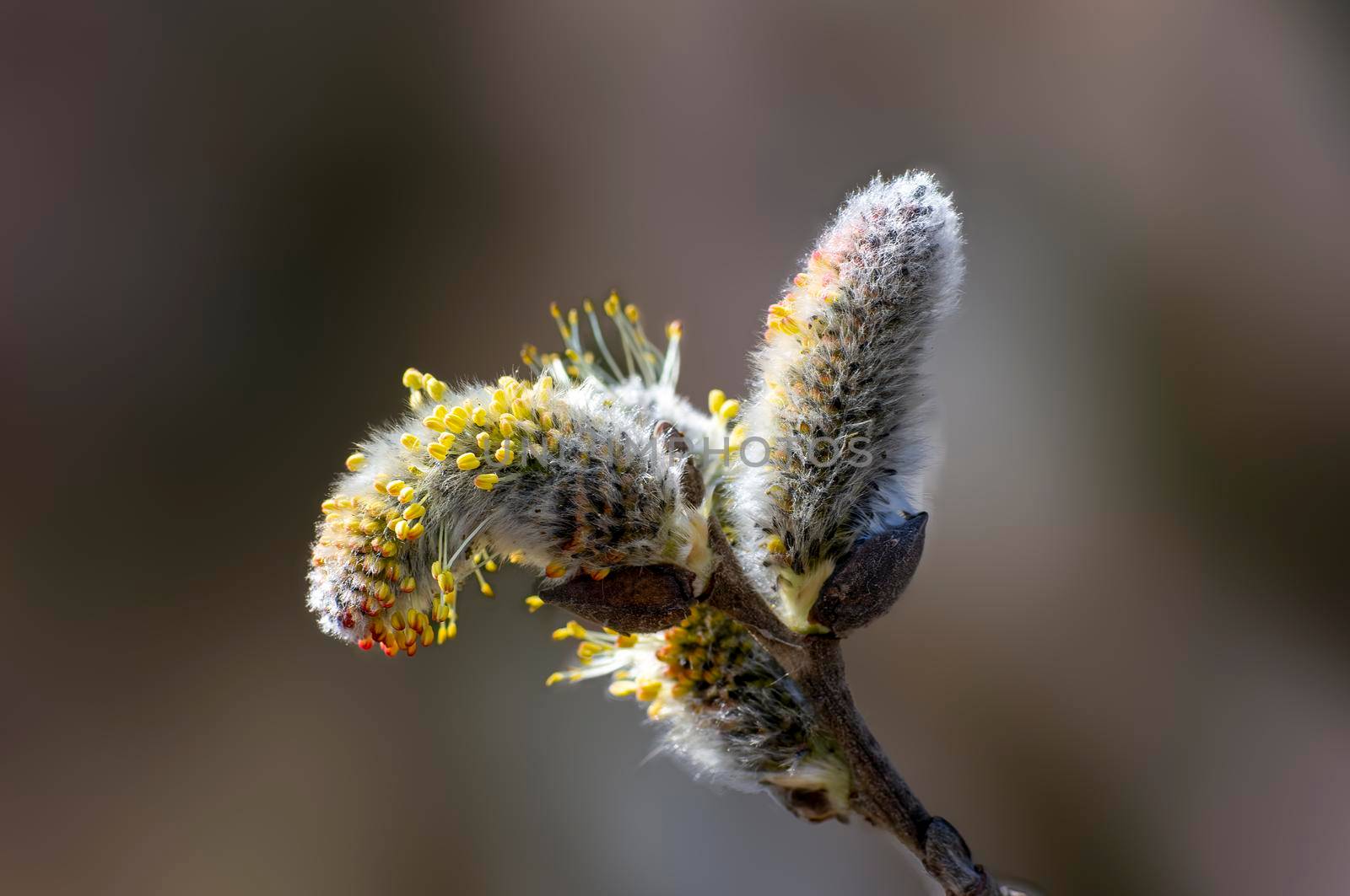 several blossoms on a branch of an willow tree