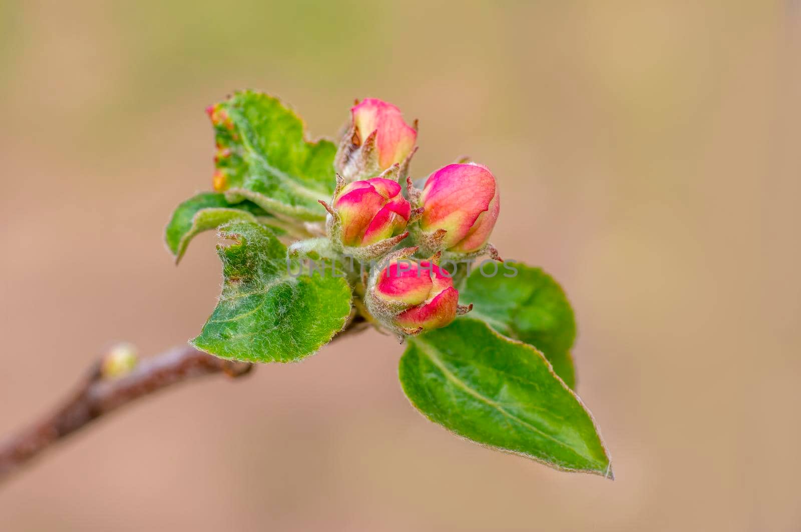 several blossoms on a branch of an apple tree