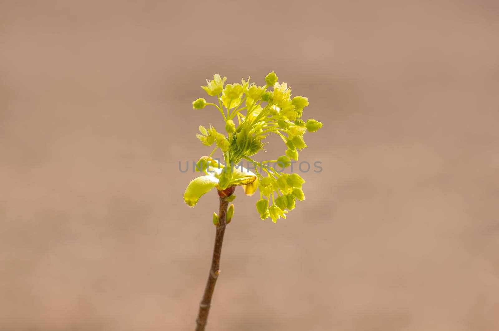 several blossoms on a branch of an maple tree