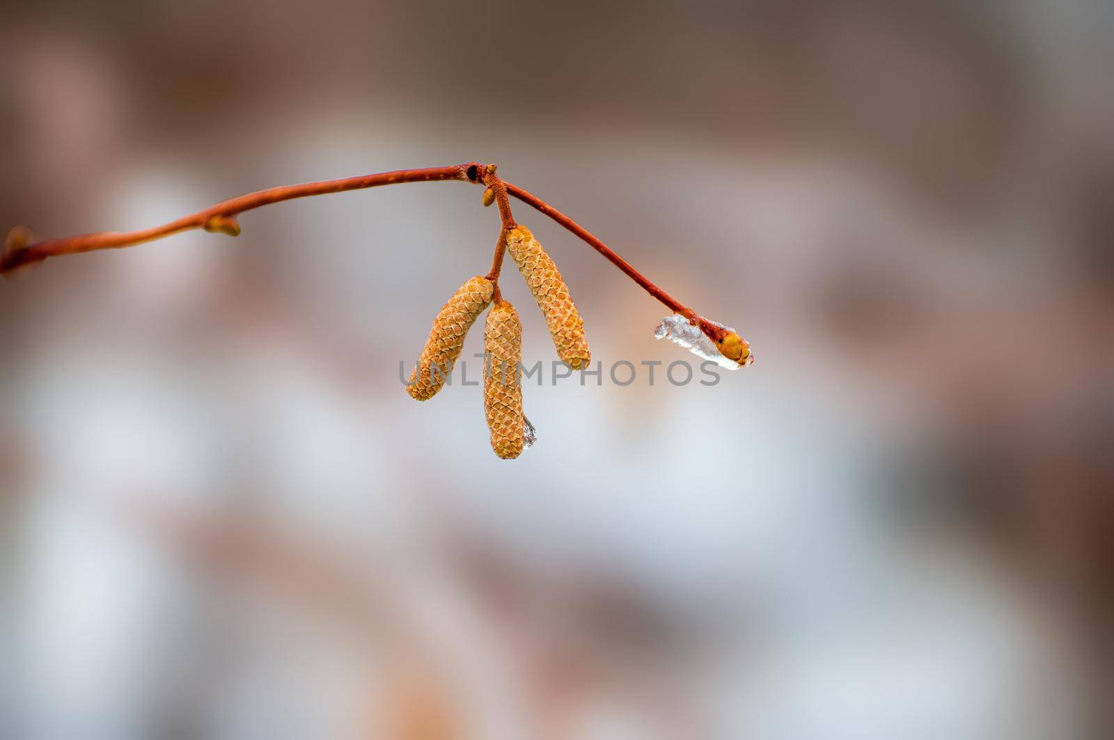 several brown hazelnut flowers on a branch in winter