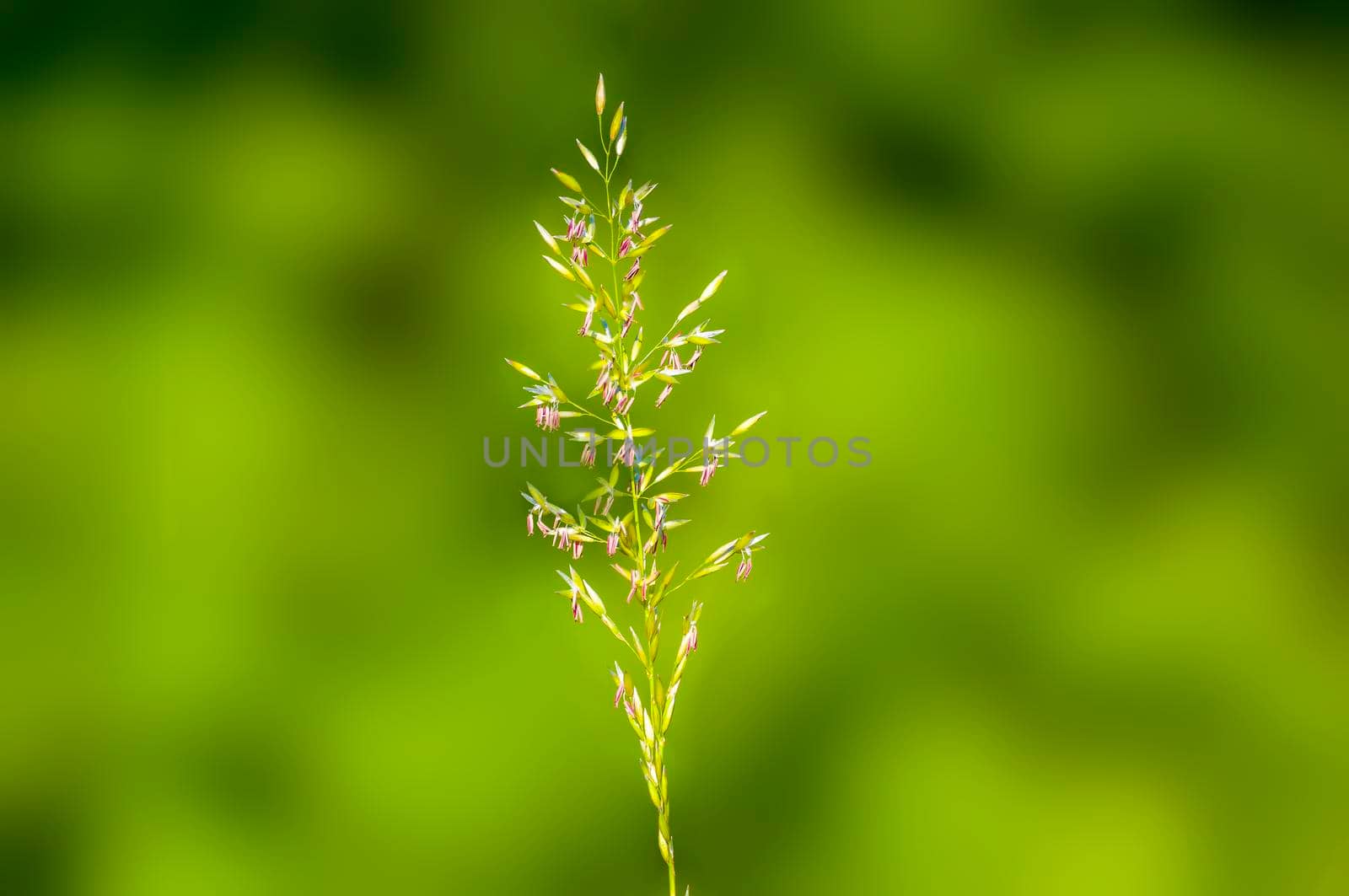 green blossoms of grass in summer