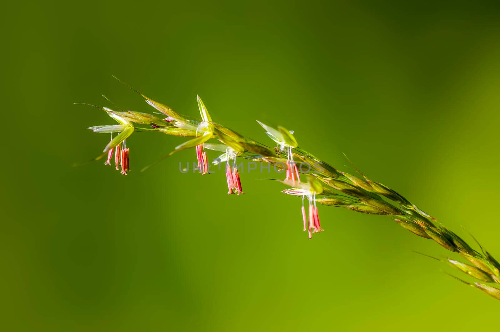 green blossoms of grass in summer