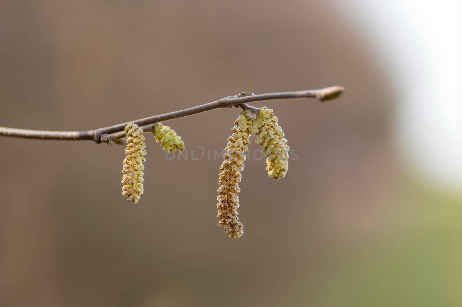 several brown hazelnut flowers on a branch