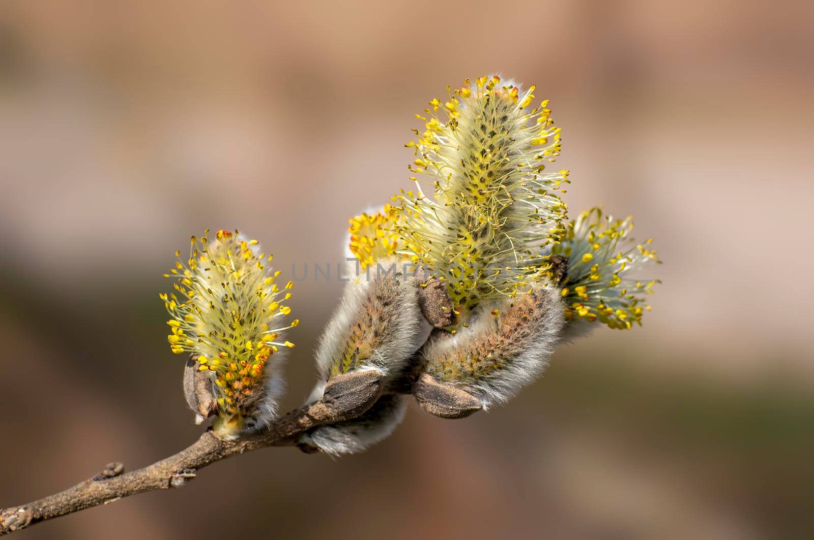 several blossoms on a branch of an willow tree