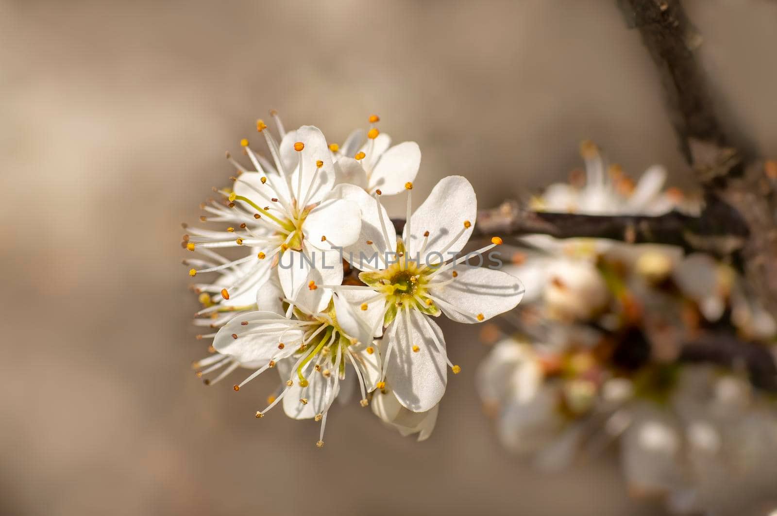 several blossoms on a branch of an plum tree