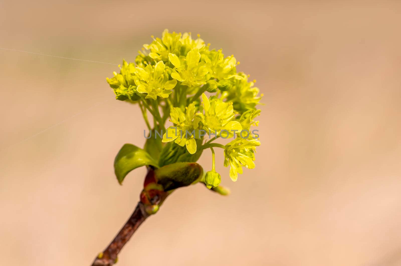 several blossoms on a branch of an maple tree