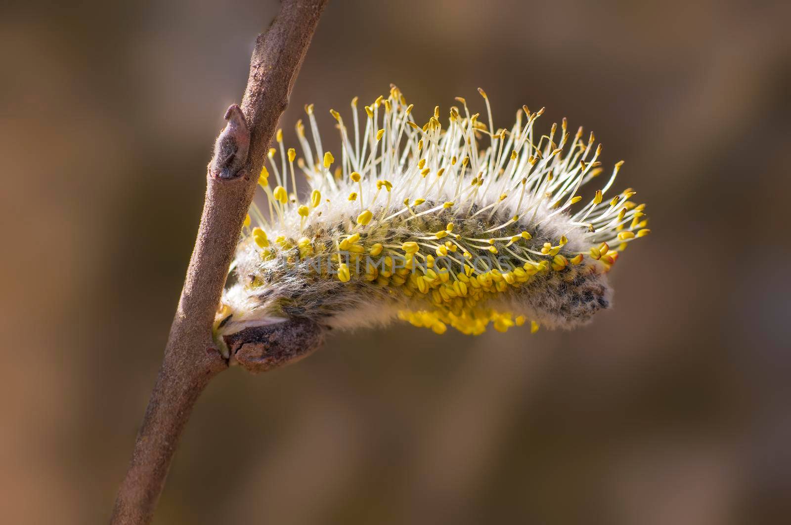 several blossoms on a branch of an willow tree