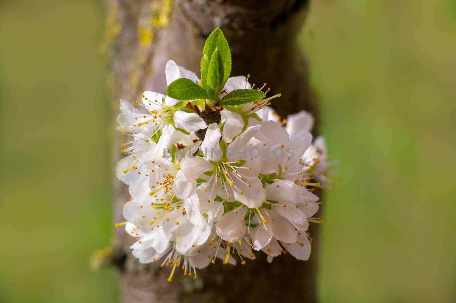 several blossoms on a branch of an plum tree