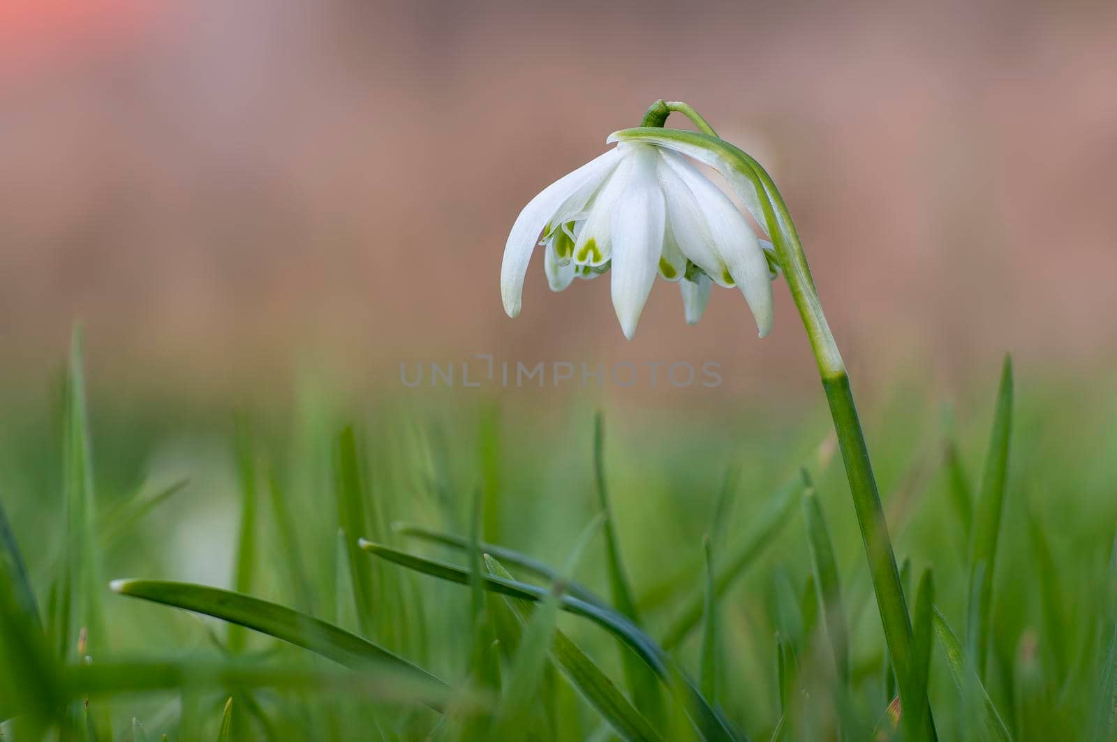 a blossom of a snowdrop in spring