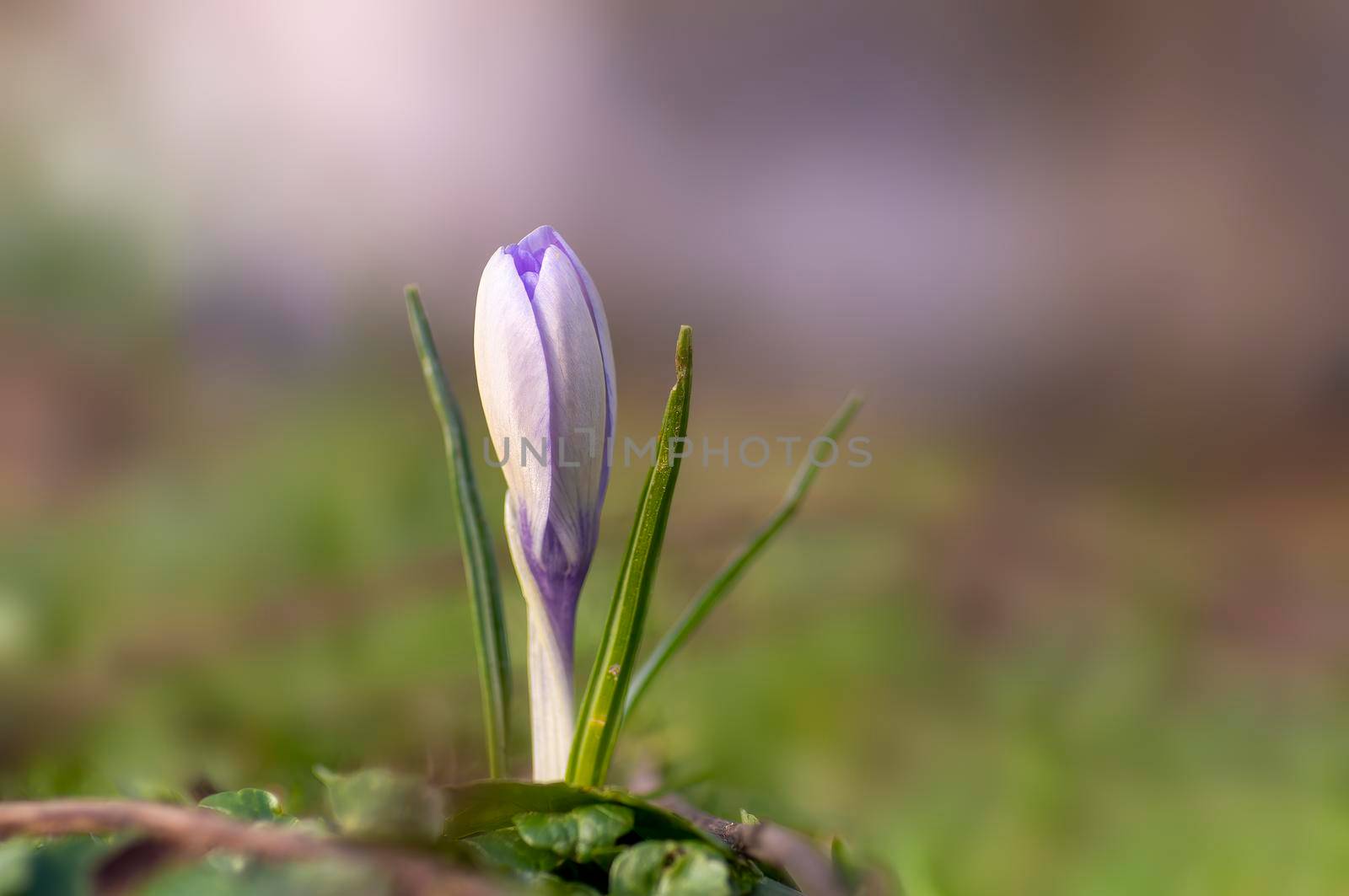 purple blossoms of a crocus flower