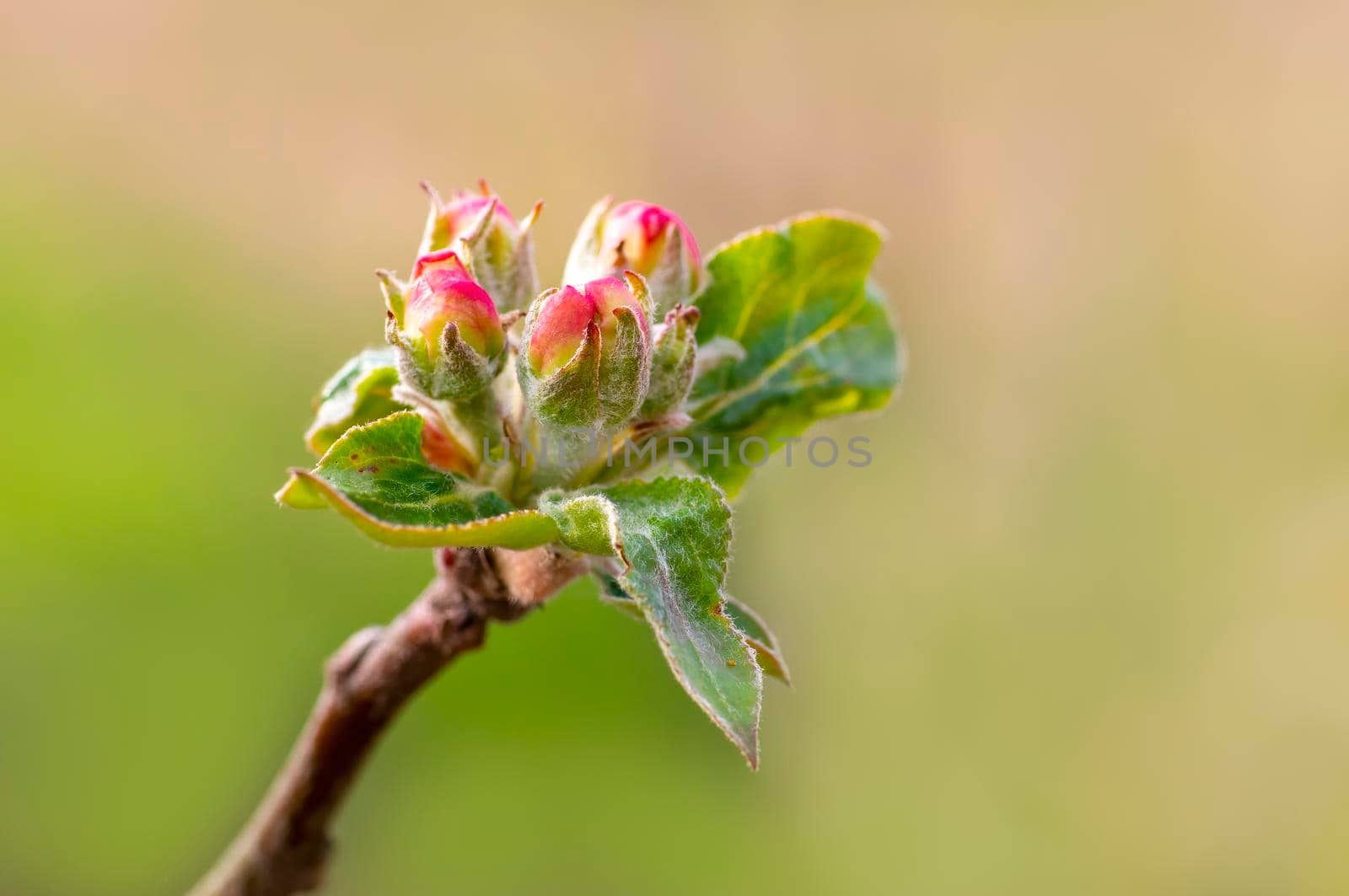 several blossoms on a branch of an apple tree