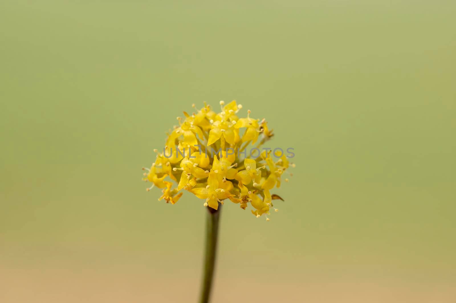 several yellow flowers on a branch