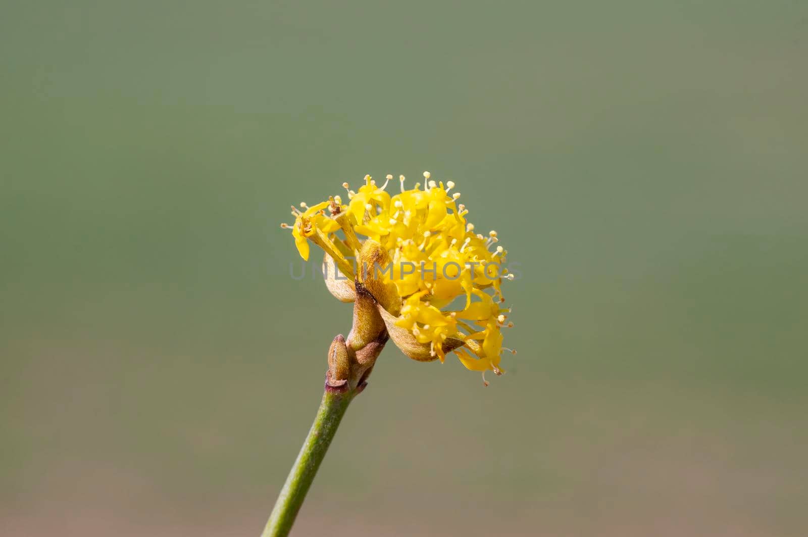 several yellow flowers on a branch