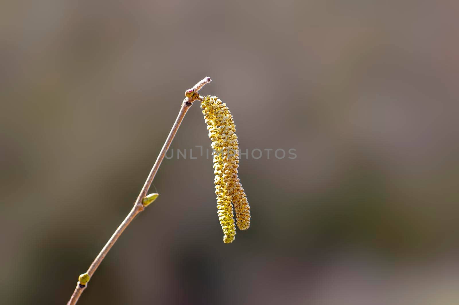 several brown hazelnut flowers on a branch