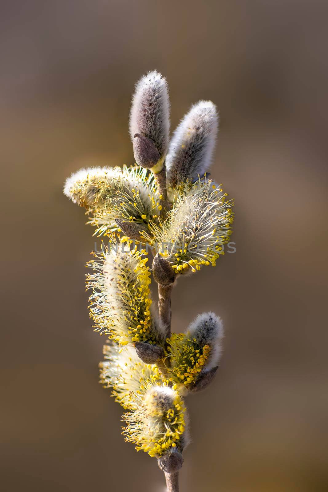 several blossoms on a branch of an willow tree