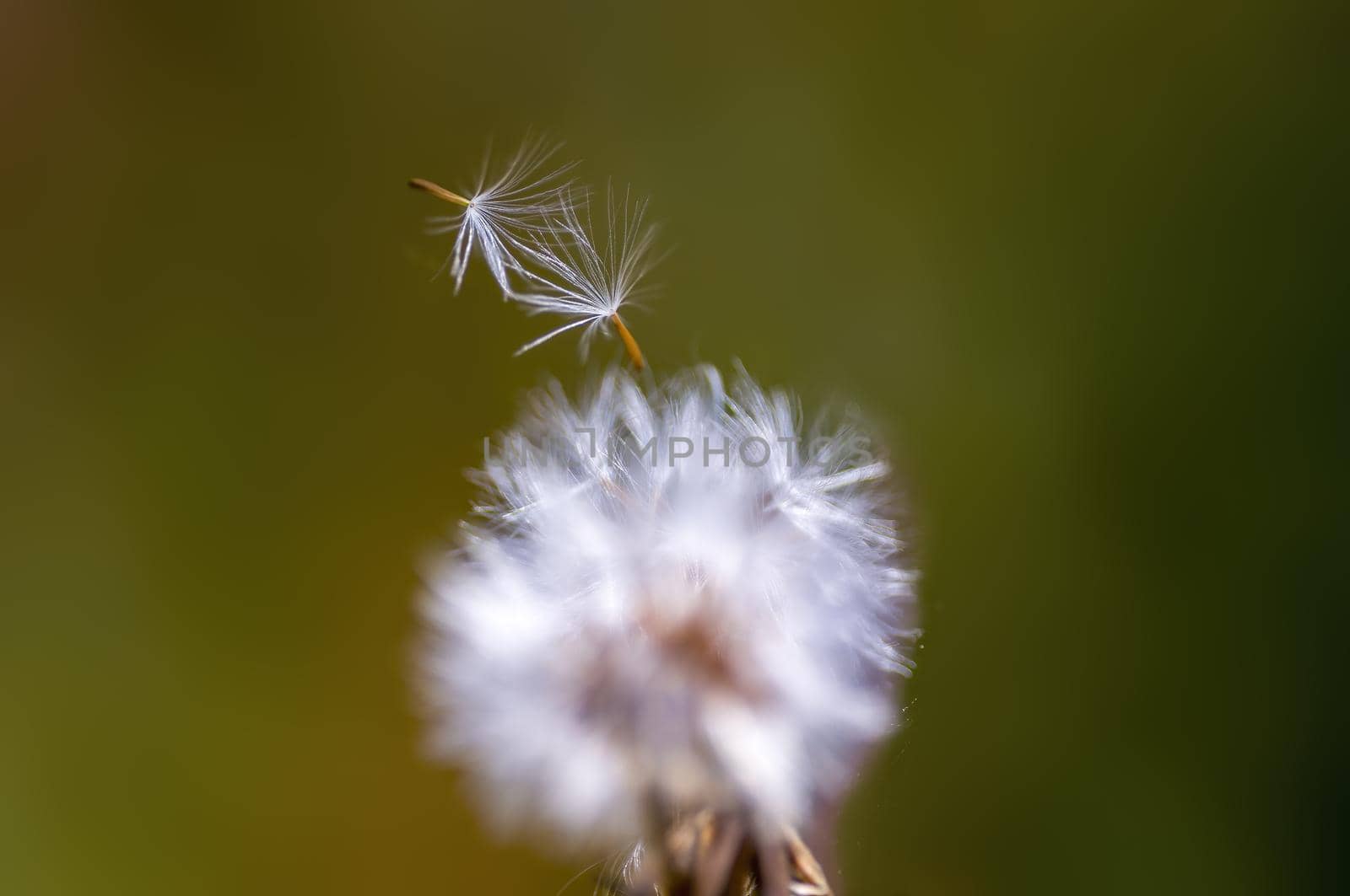 a withered thistle blossom in a meadow