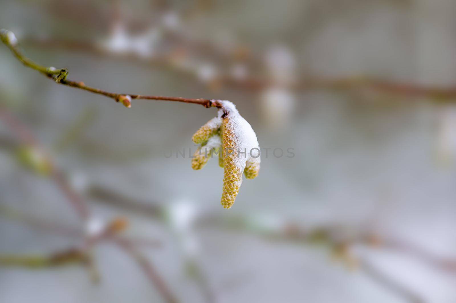 several brown hazelnut flowers on a branch in winter