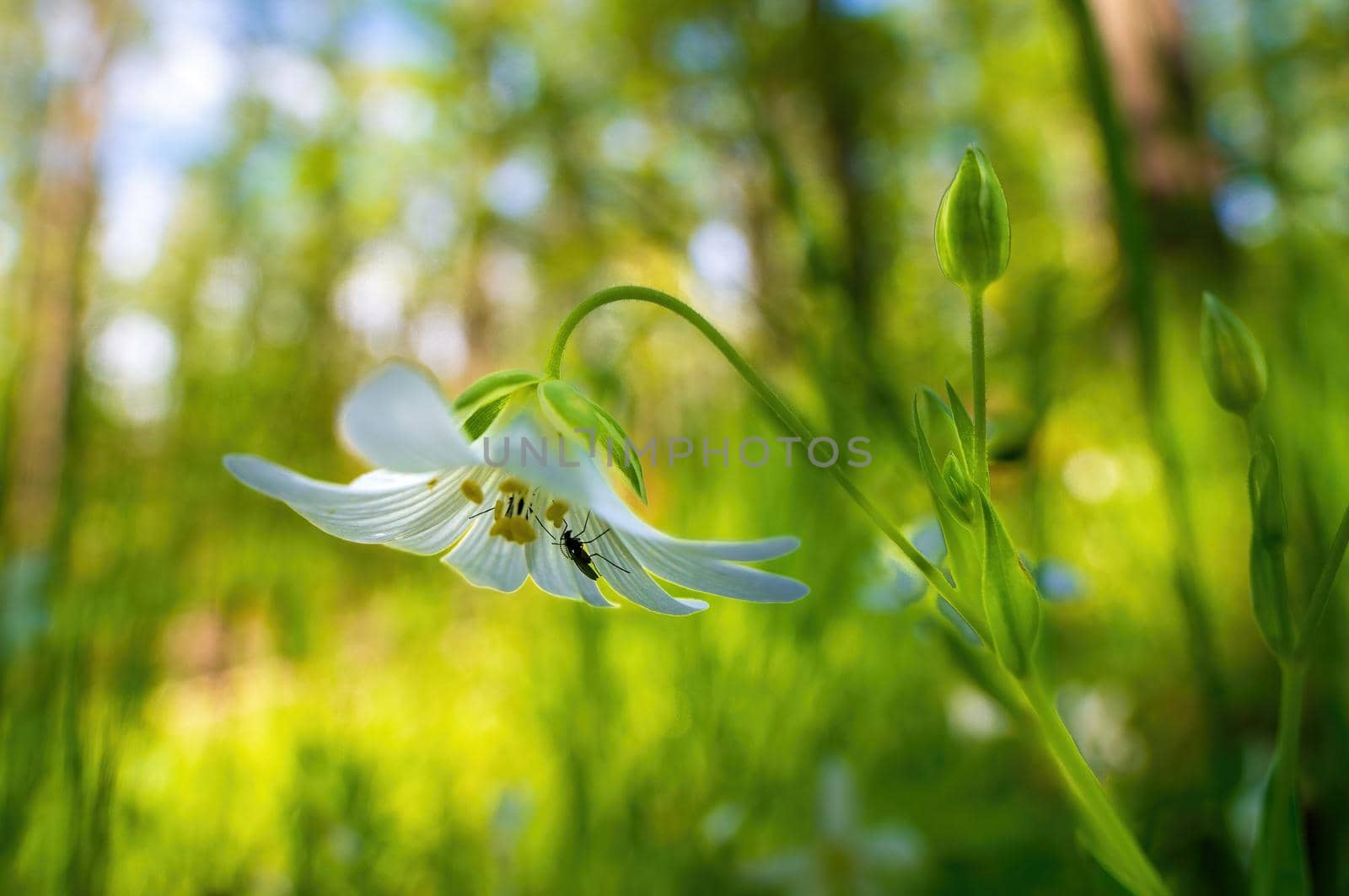 a delicate blossom in a forest