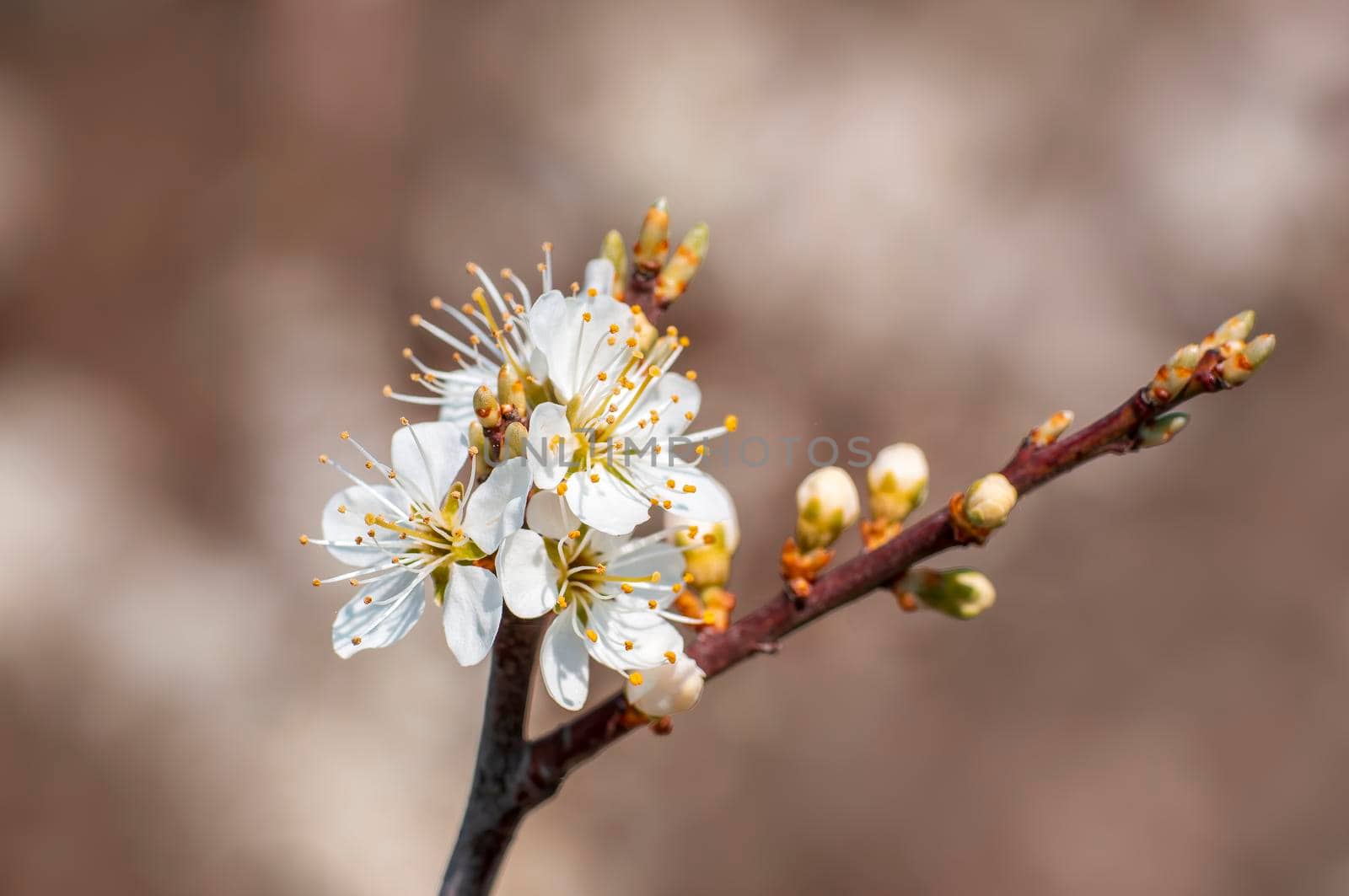 several blossoms on a branch of an plum tree