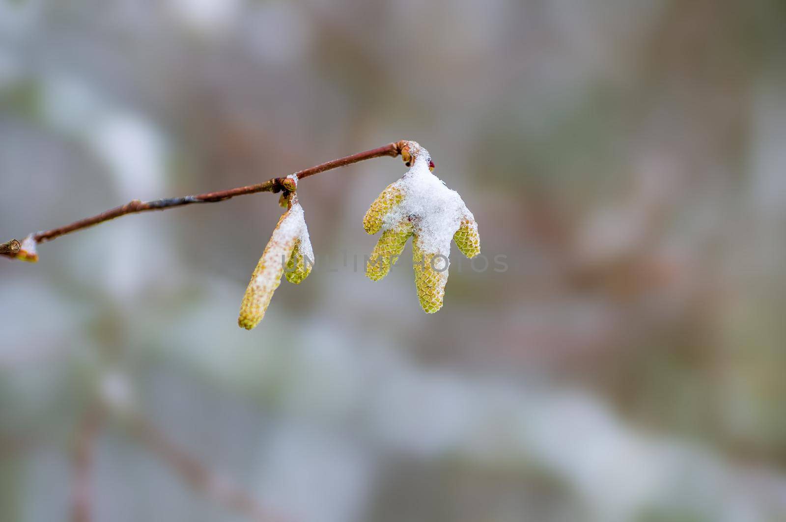 several brown hazelnut flowers on a branch in winter