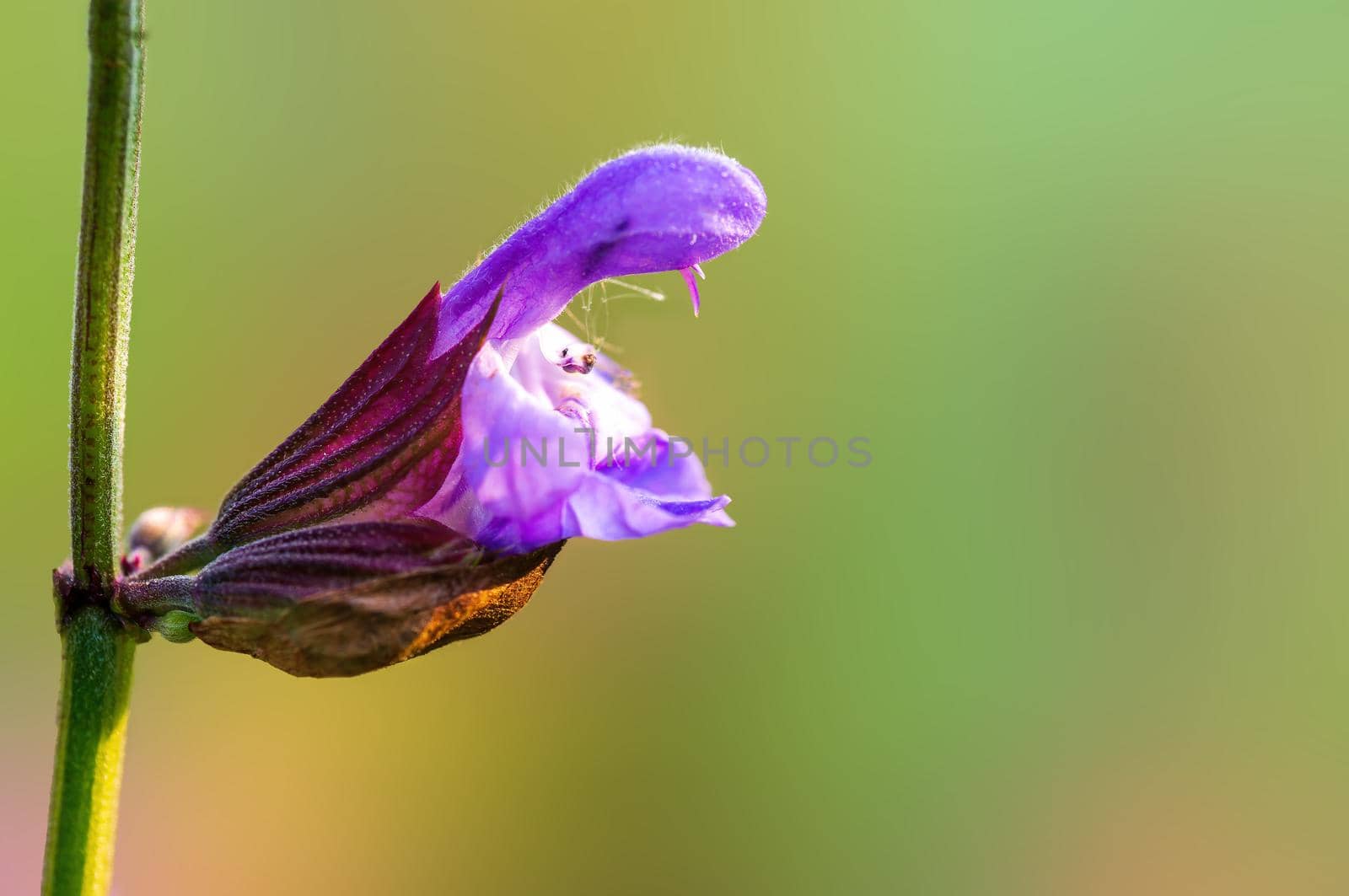 a purple blossom in a meadow