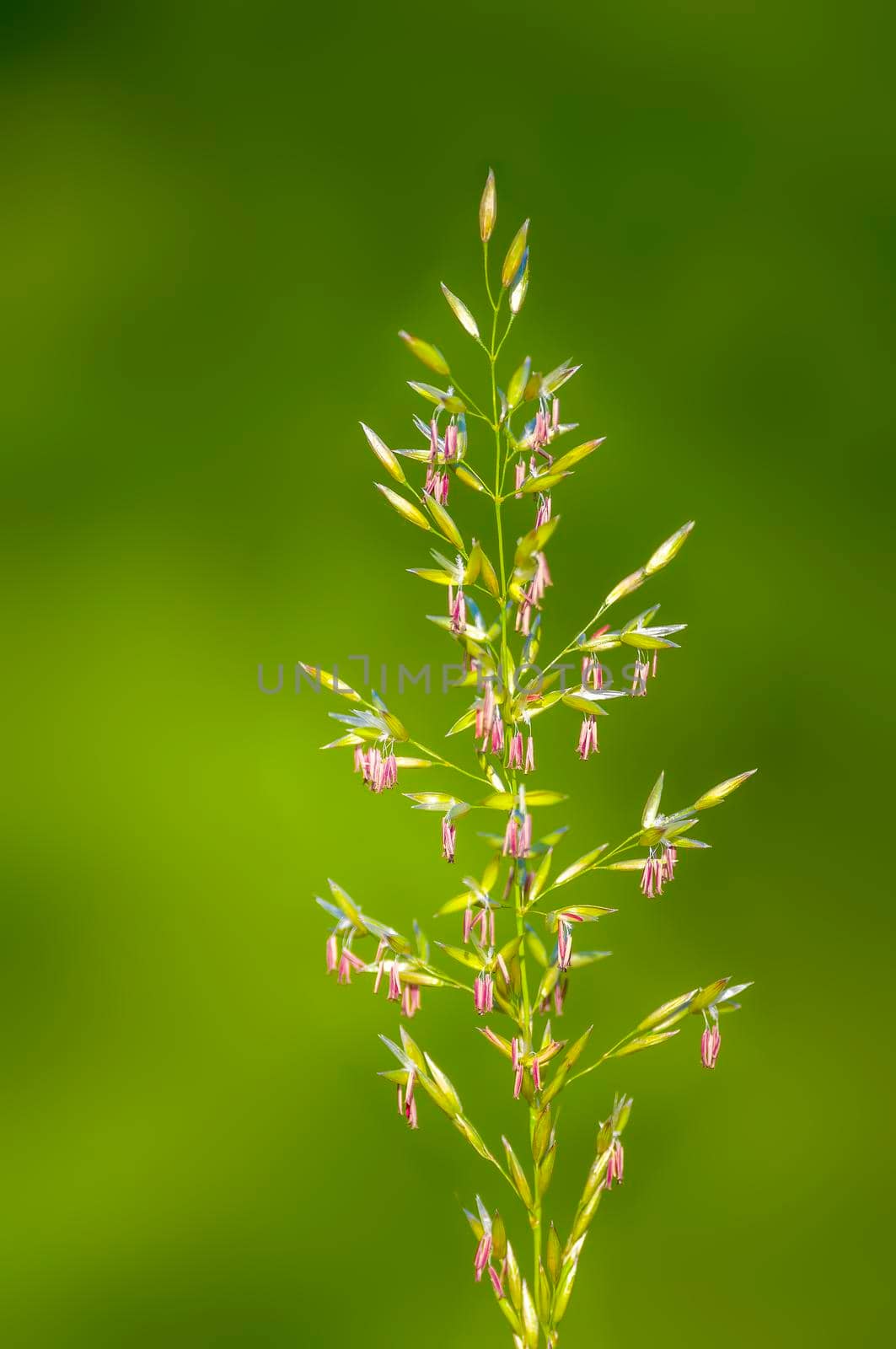 green blossoms of grass in summer