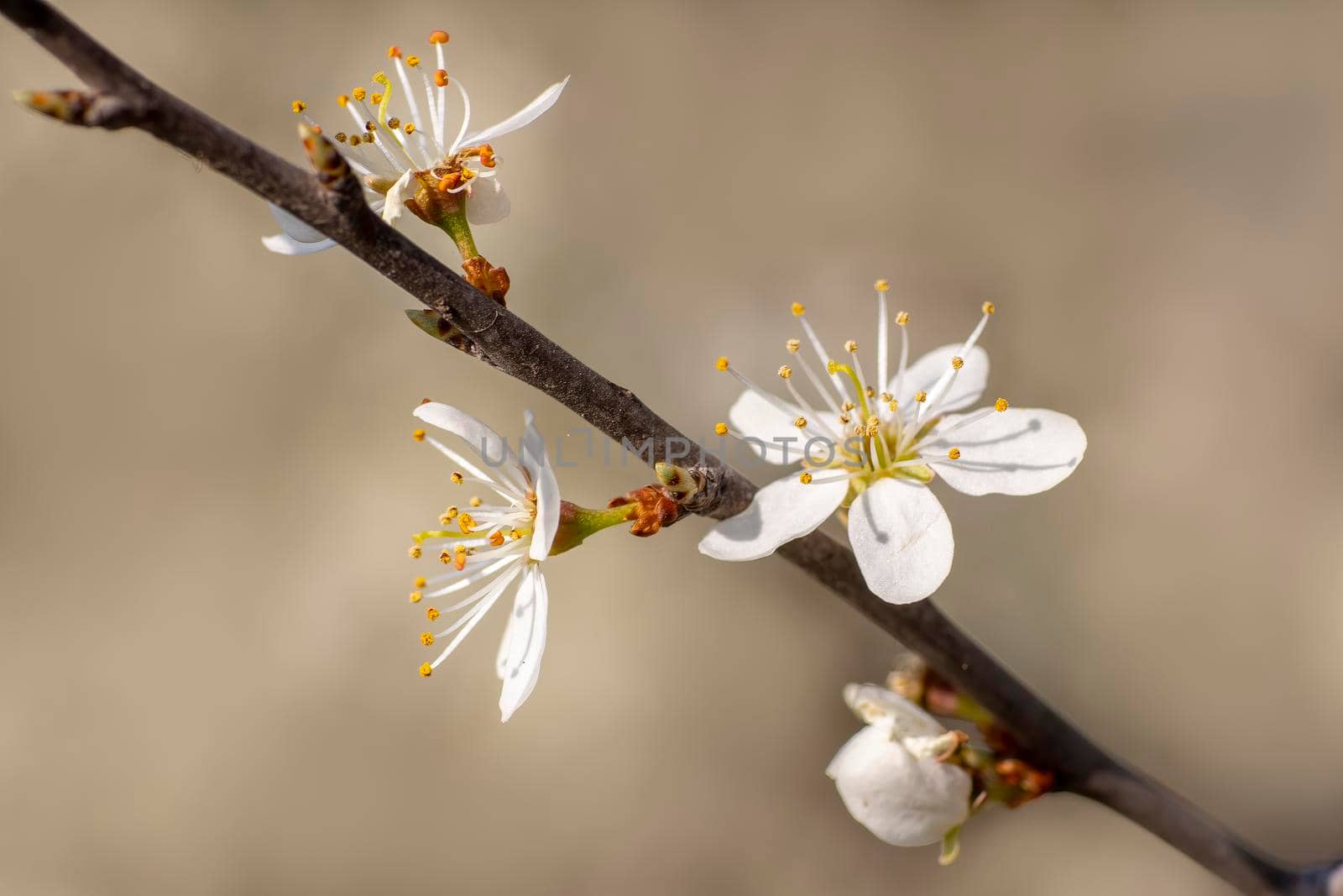 several blossoms on a branch of an plum tree