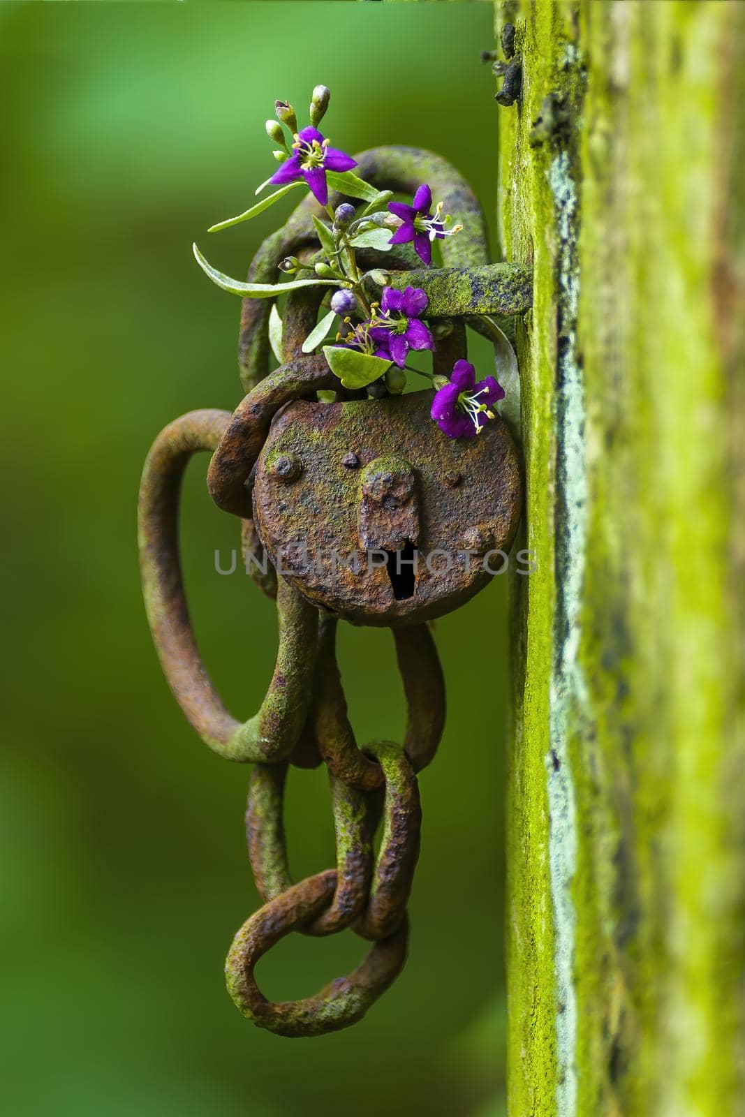 a rusted lock with a purple flower in a forest
