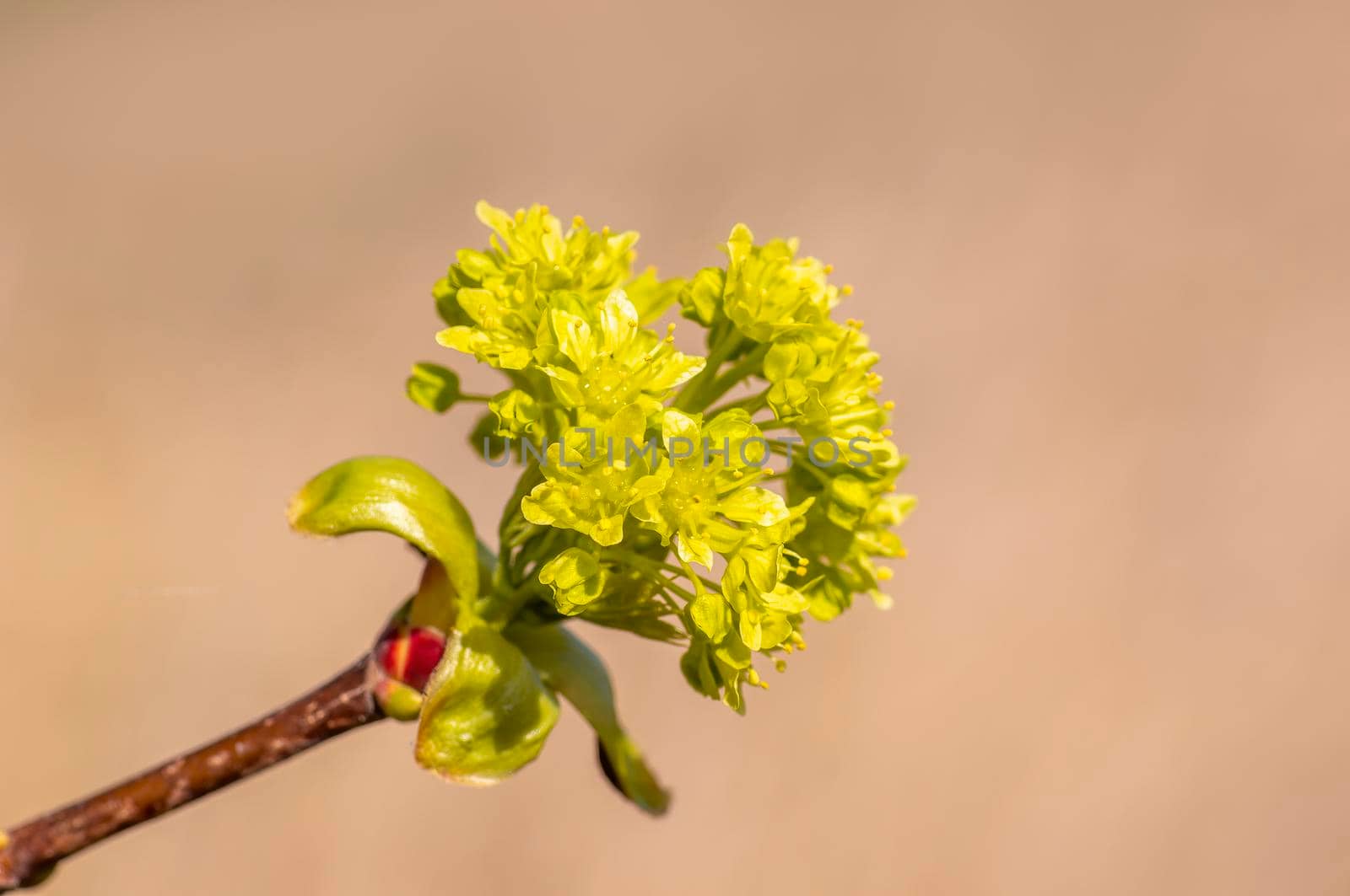 several blossoms on a branch of an maple tree