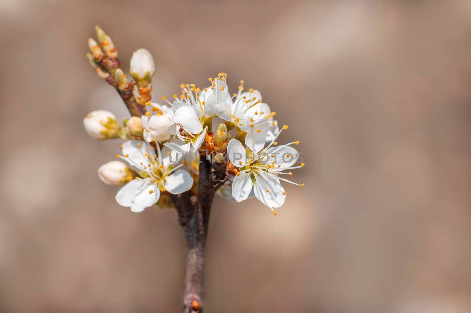 several blossoms on a branch of an plum tree