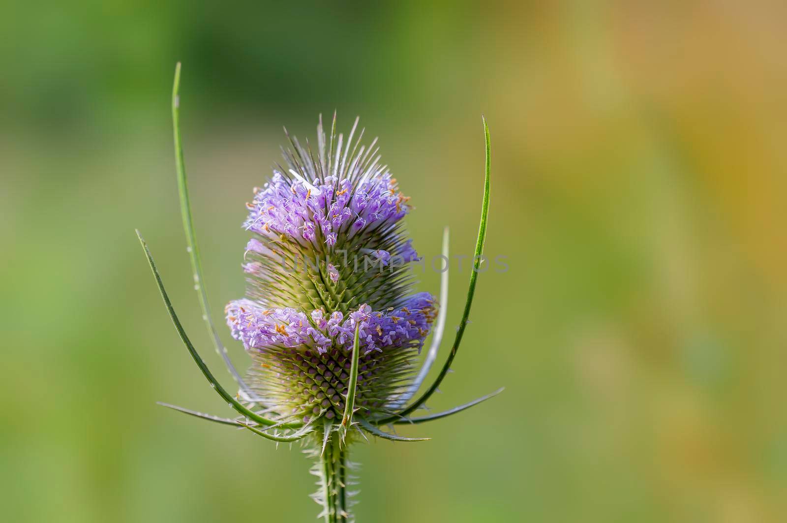 a thistle flower on a meadow